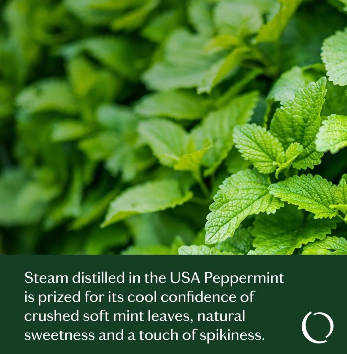 Confident Peppermint Essential Oil